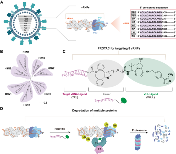我国开辟广谱抗甲流新策略：不怕变异 多种病毒一网打尽