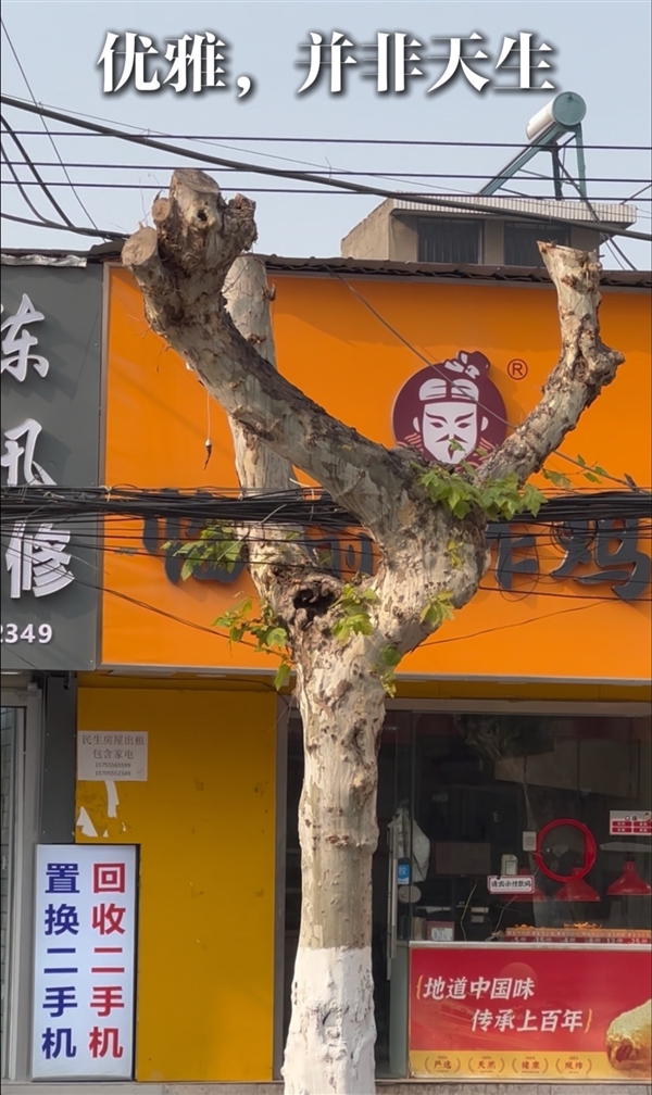 安徽马鞍山和县街头惊现瑜伽树：舞蹈生身姿都没这么妙曼